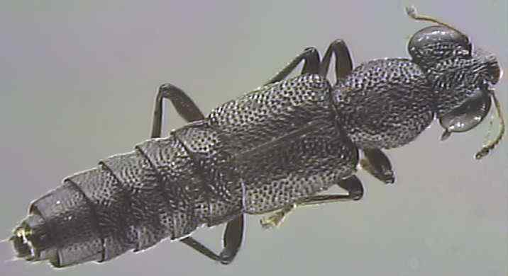 Stenus brunnipes